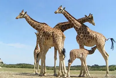 girafe