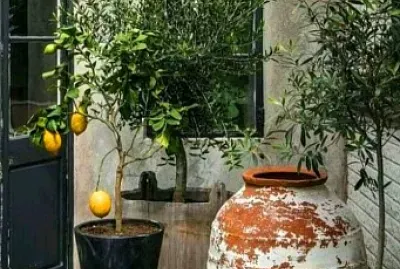 jardin jigsaw puzzle