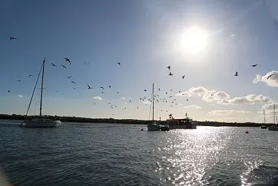 Seagulls on the scrounge - Titchmarsh, U.K.