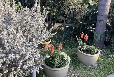 ×’×™× ×” jigsaw puzzle