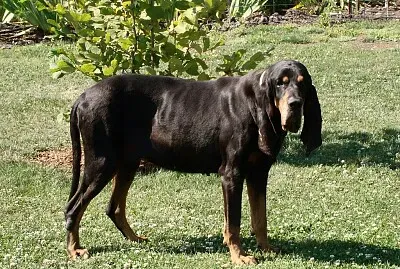 Coonhound americano