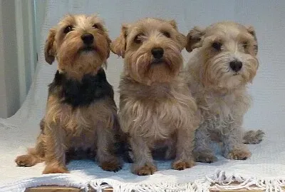 Luca terrier