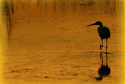 פאזל של Héron du soir