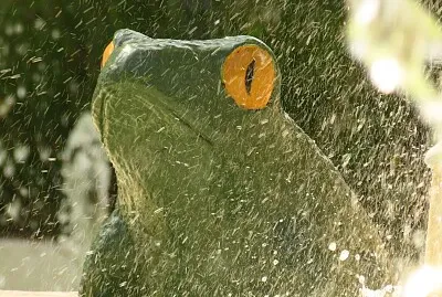 Sapo da Fonte do Sapo em Santos