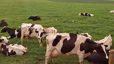 Vacas Leiteras jigsaw puzzle