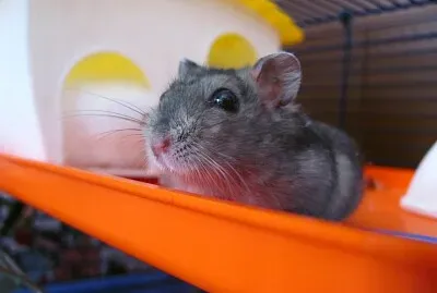 ××•×’×¨ jigsaw puzzle