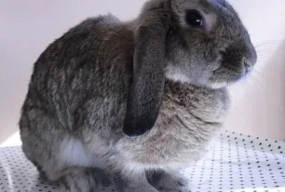 ×‘××–×œ ××¨× ×‘