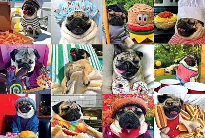 pugs