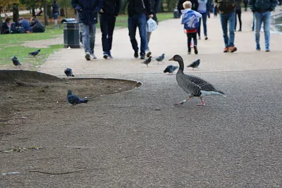 Hyde Park, London, UK