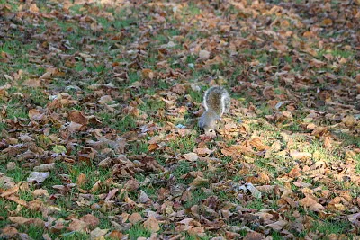 Squirrel in Hyde Park, London, UK