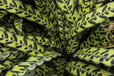 foliar jigsaw puzzle