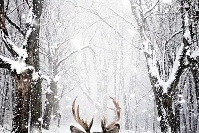 bosque nevado jigsaw puzzle