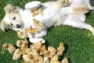 dog chicks jigsaw puzzle