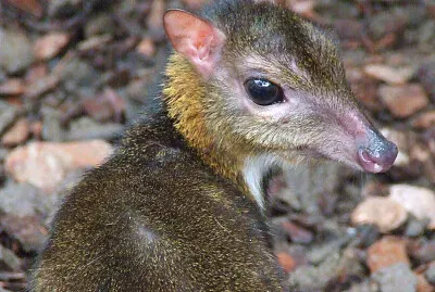 Tragulo minore jigsaw puzzle