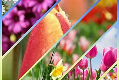×¤×¨×—×™×ðŸŒ¸ðŸµðŸŒ¹ðŸ’ðŸŒ¼ðŸŒ»ðŸŒºðŸŒ·
