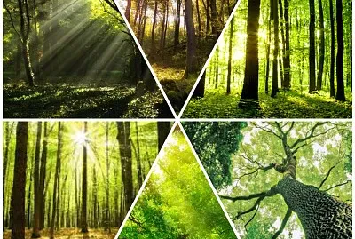 ×¢×¦×™× ðŸŒ³ðŸŒ´ðŸŒ²