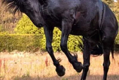 Cheval noir jigsaw puzzle