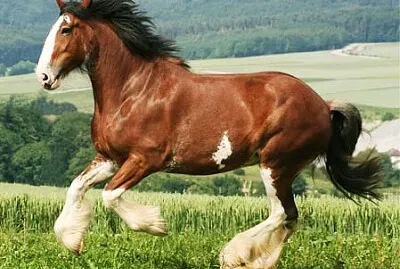 Cydesdale jigsaw puzzle