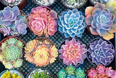 פאזל של bursting with gorgeous colors