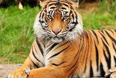 Este animal mamÃ­fero, que estÃ¡ considerado como el