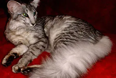 Orientale a pelo lungo