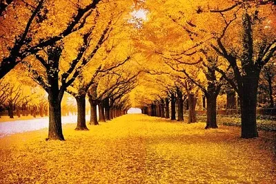 Imagem jigsaw puzzle