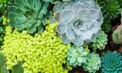 Imagem jigsaw puzzle