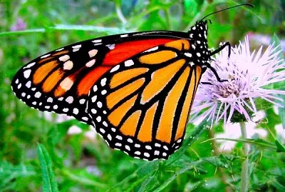 Imagem jigsaw puzzle