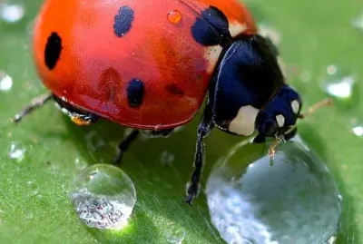 bichito de san antonio