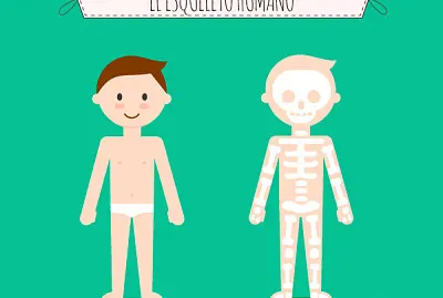 esqueleto humano