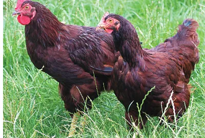 A GALINHA E O GALO RUIVOS