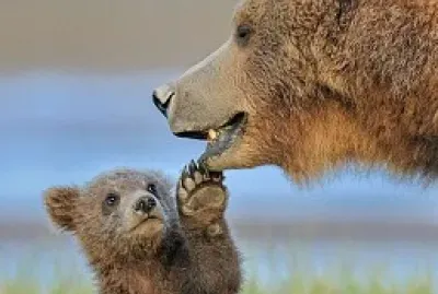 oso y osito