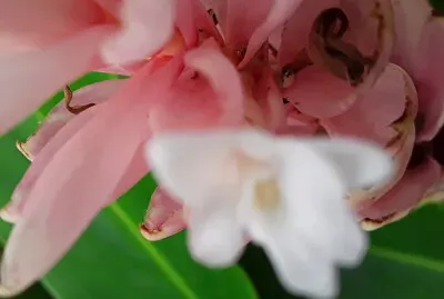 flor