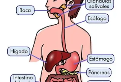 Sistema digestivo jigsaw puzzle
