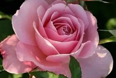 rosa rosa