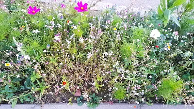 Flowers / Blumen jigsaw puzzle