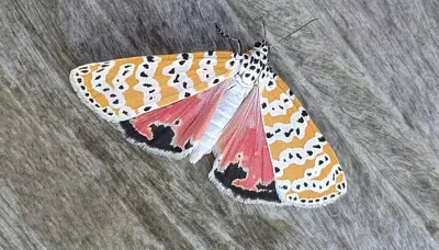 Colorful Moth