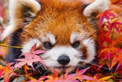 Red Panda