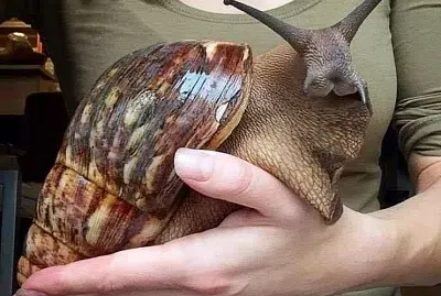 escargot gÃ©ant africain