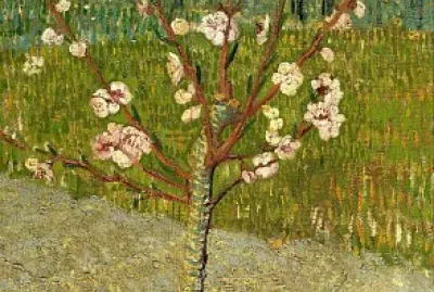 ×©×§×“ ×•××Ÿ ×’×•×š