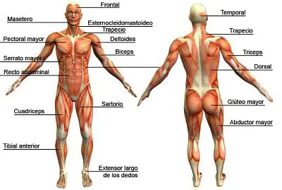 Sistema Muscular jigsaw puzzle