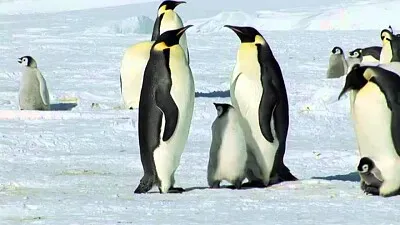 Vietuitoare de la poli