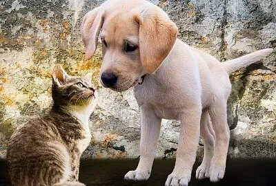 Dog and Cat