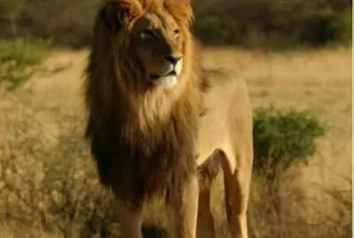 Leon de africa