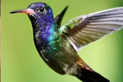 Colibri pintoresco