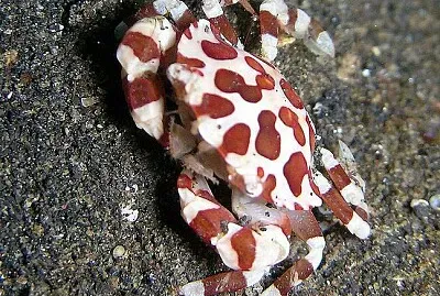 פאזל של Granchio arlecchino