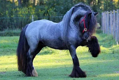 Gypsy Vanner