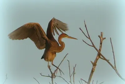 פאזל של Héron pourpré