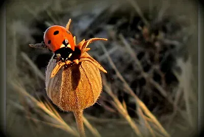 Coccinelle