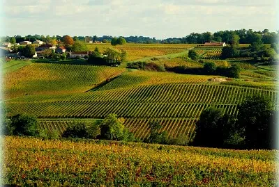 Vignoble